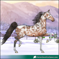 Horse Color:Bay Ice Tobiano 