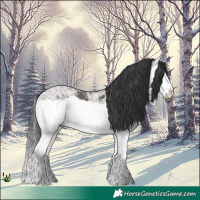 Horse Color:Grullo Ice Splash 