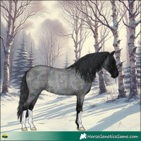 Horse Color:Midnight Blue Ice Roan Rabicano 