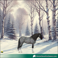 Horse Color:Midnight Brown Ice Roan 