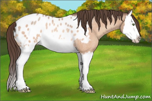 Horse Color:Amber Champagne Roan Sabino Splash Appaloosa Rabicano