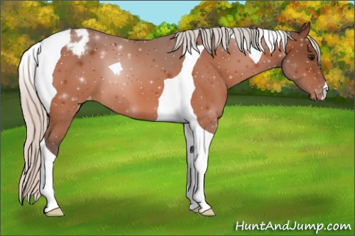 Horse Color:Silver Bay Tobiano Appaloosa