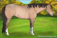 Horse Color:Amber Champagne Rabicano