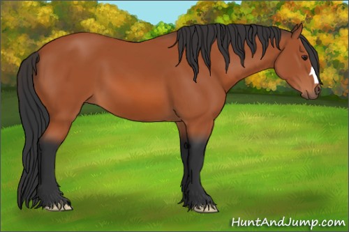 Horse Color:Brown 