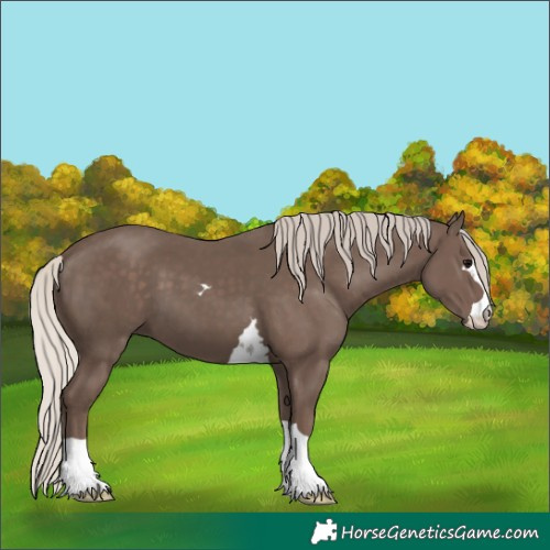 Horse Color:Silver Black