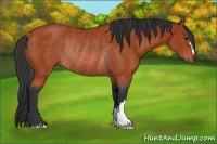 Horse Color:Bay Rabicano 