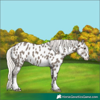 Horse Color:Silver Grullo Appaloosa 