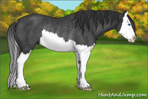 Horse Color:Black Splash Rabicano