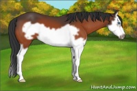 Horse Color:Bay Splash Frame 