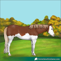 Horse Color:Chestnut Splash 