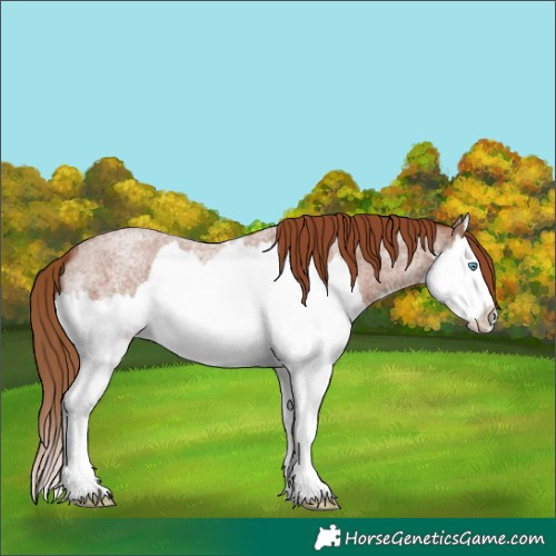 Horse Color:Red Roan Splash