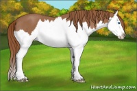 Horse Color:Red Roan Splash 