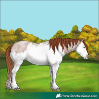 Horse Color:Red Roan Splash