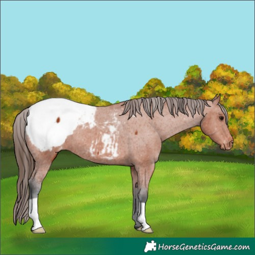 Horse Color:Bay Snowcap