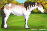 Horse Color:White Spotted Bay Tobiano Varnish 