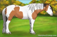 Horse Color:Bay Splash Tobiano Appaloosa