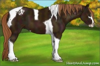 Horse Color:Midnight Chestnut Sabino Tobiano Appaloosa 