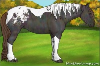 Horse Color:Midnight Bay Ice Dun Tobiano Appaloosa