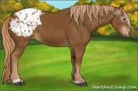 Horse Color:Gray Chestnut Sabino Varnish 
