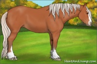 Horse Color:Silver Bay Sabino 