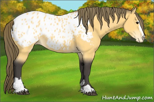 Horse Color:Buckskin Sabino Blanket