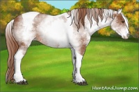 Horse Color:White Spotted Chestnut Tobiano 