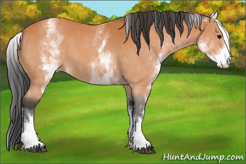 Horse Color:White Spotted Bay