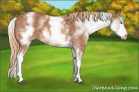 Horse Color:White Spotted Chestnut Splash 