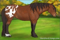 Horse Color:Buckskin Blanket