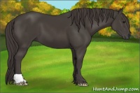 Horse Color:Smoky Black 