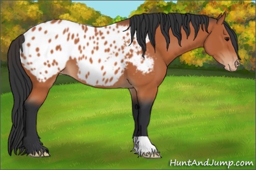 Horse Color:Bay Appaloosa 