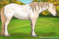 Horse Color:Buckskin Pearl Near Leopard