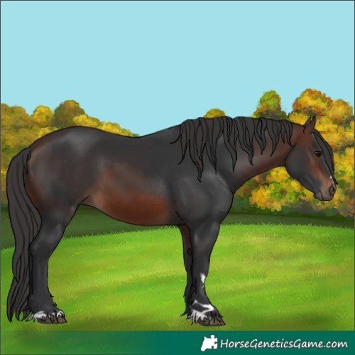 Horse Color:Brown 