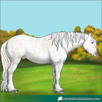 Horse Color:Perlino Blanket Rabicano 
