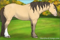 Horse Color:Amber Cream Champagne 