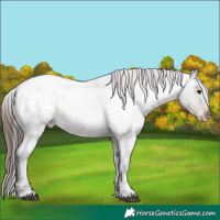 Horse Color:Brown Ice Roan Blanket Rabicano