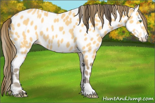 Horse Color:Amber Cream Champagne Leopard