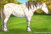 Horse Color:Amber Cream Champagne Leopard 