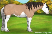 Horse Color:Bay Roan Dun Splash 