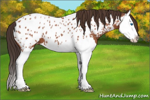 Horse Color:Bay Roan Splash Near Leopard 