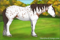 Horse Color:Bay Roan Splash Near Leopard 