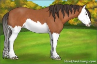 Horse Color:Bay Splash 