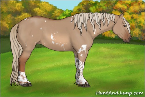 Horse Color:White Spotted Red Dun Tobiano 