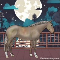 Horse Color:Silver Grullo 