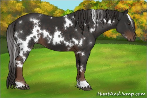 Horse Color:White Spotted Liver Chestnut 