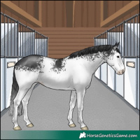 Horse Color:White Spotted Black
