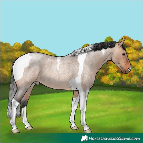 Horse Color:Brown Roan Dun Tobiano 