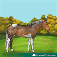 Horse Color:Silver Buckskin Tobiano 