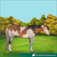 Horse Color:Buckskin Sabino Tobiano Varnish  and Bay Sabino Tobiano 
