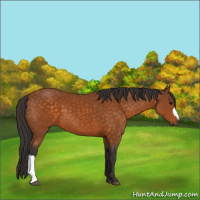 Horse Color:Buckskin 